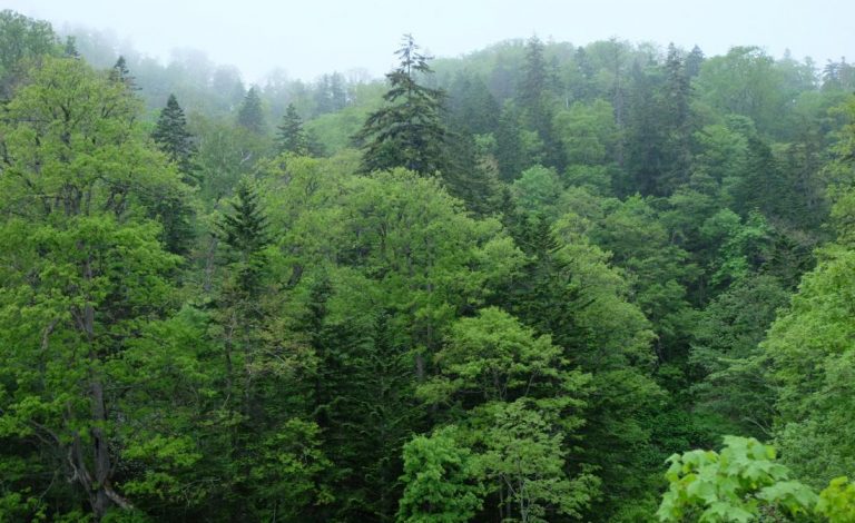New study shows, tree demography changes in northern forests