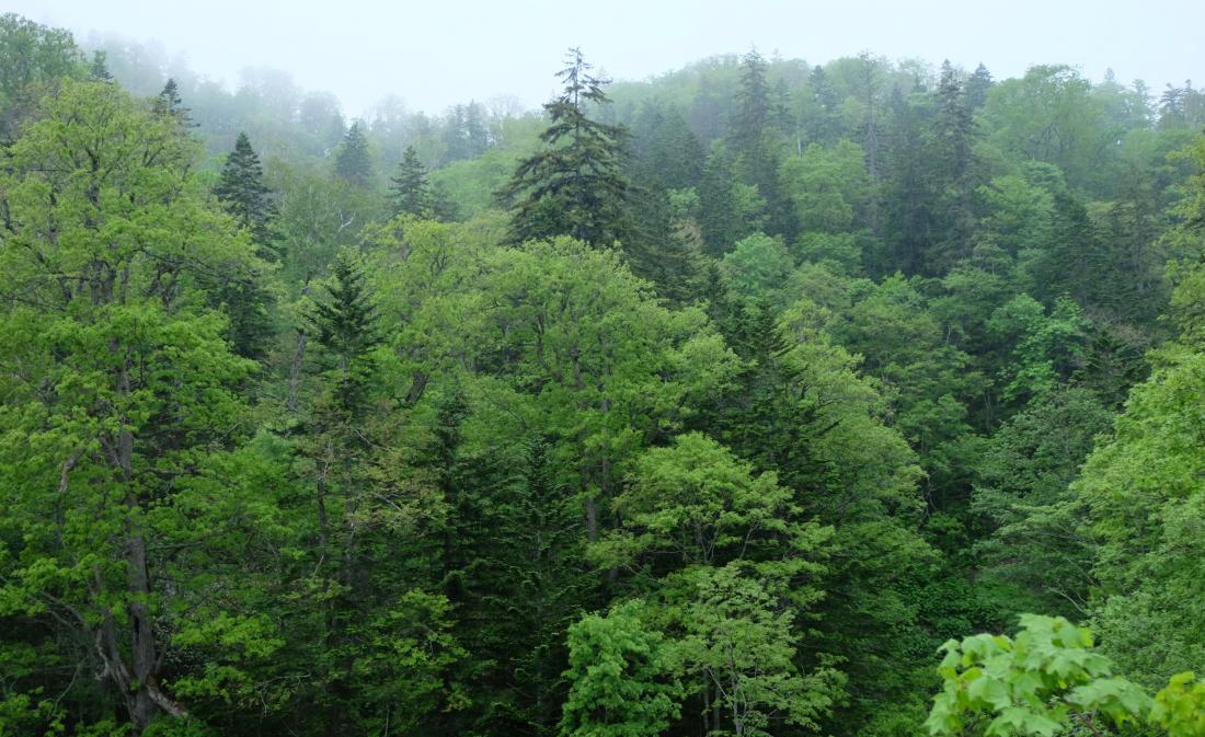 Nakagawa forest