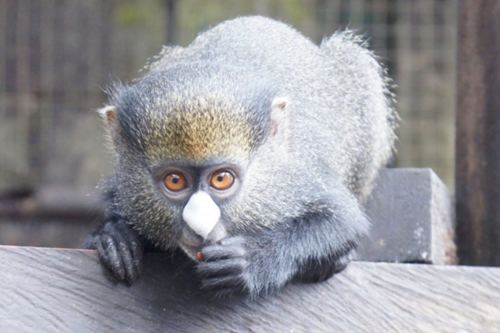 Comparing primate vocalizations 2 MIT Monkey Language 1