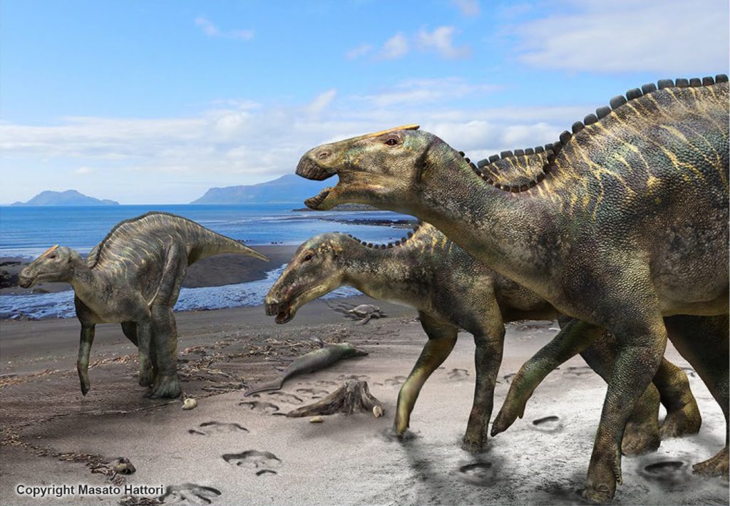 New duck-billed dinosaur, Kamuysaurus japonicus, identified 2 dinosors