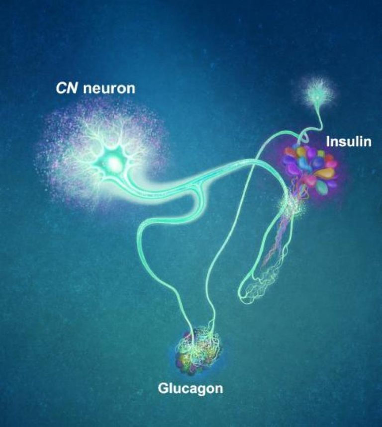 CN neuron control sugar levels in the fly body