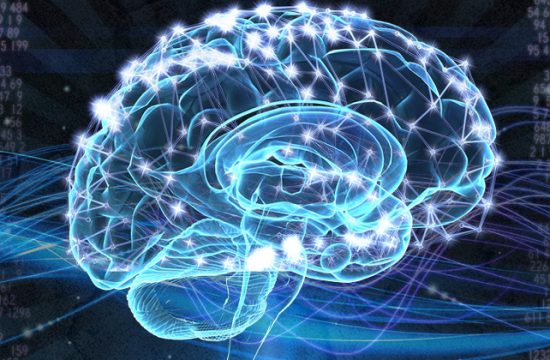 Brain