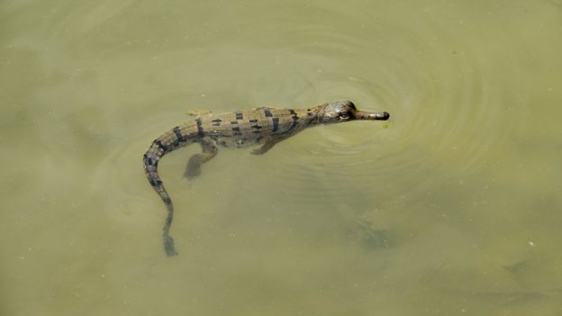 Critically Endangered gharial crocodile found breeding in South West Nepal 2 Ashish Nashyal ZSL