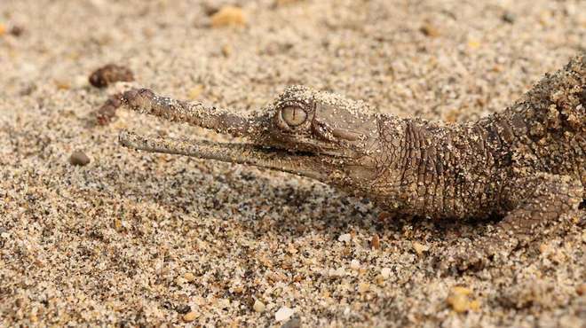 Critically Endangered gharial crocodile found breeding in South West Nepal 3 Gharila hatchiling in Babairiver bardia nationla park ZSL revoscience