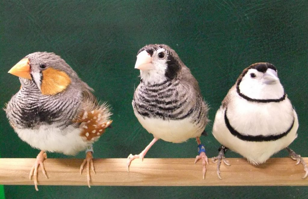 Genetics of species-specific birdsong revealed 2 birds hokido
