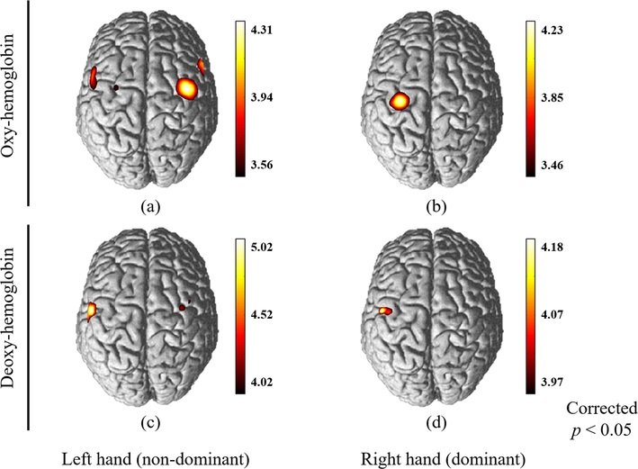 Researcher found clues to explain origin of Human hand motor skill 2 brain