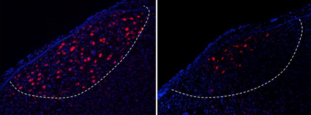 Neuroscientist identified Song-learning neurons in song-birds 3 sing 1 Song learning neurons identified in songbirds