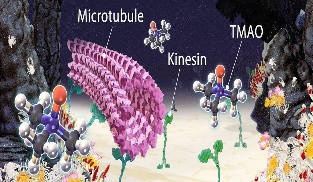 Deep-sea osmolyte makes biomolecular machines heat-tolerant 2 deep sea
