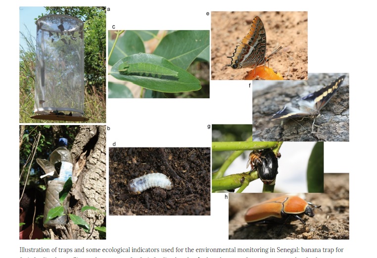 Study Shows Nuclear Technique Suppresses Tsetse Flies Without Harming Other Insects 2 nucler test