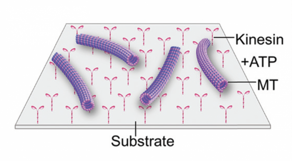Deep-sea osmolyte makes biomolecular machines heat-tolerant 3 subrate