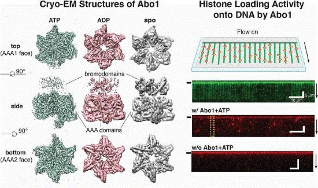 New Study Unveils the Mechanism of DNA High-order Structure Formation 2 220870 web