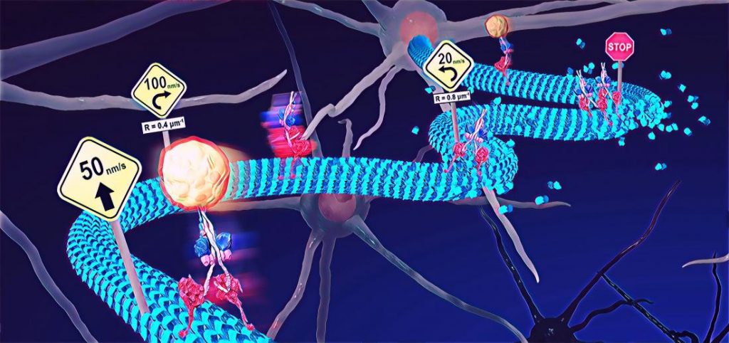 Cellular train track deformities shed light on neurological disease 2 conceptual illustration