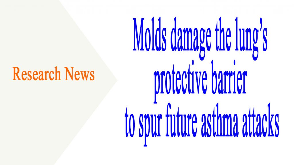 Molds damage the lung’s protective barrier to spur future asthma attacks 2 uw madision news