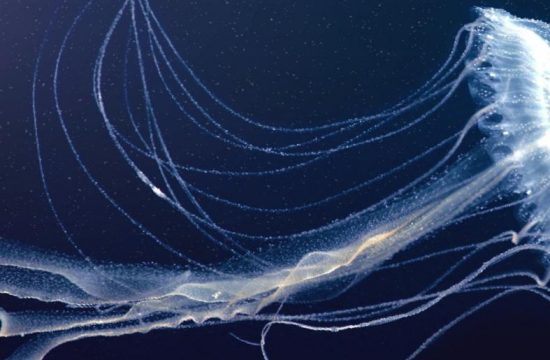 jelly fish revoscience