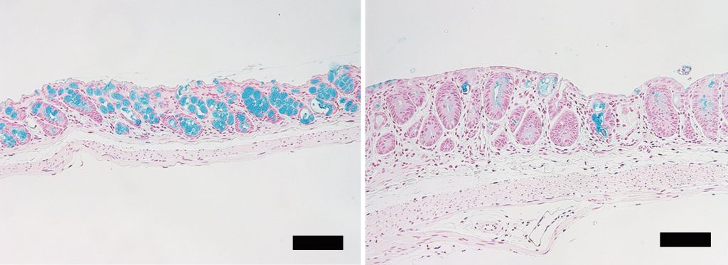 Loss of intestinal goblet cells causes fatal disease after stem cell transplantation 2 Fig1 Goblet cells in intestine