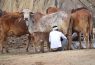 bovine sex selection technology india farmers hiroshima university grant