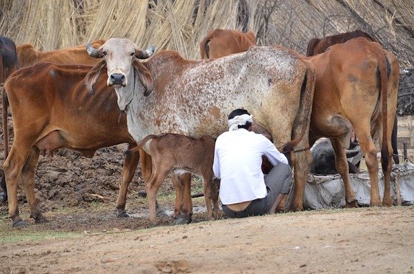 Hiroshima University scientists behind new sex selection method get $2.7M grant to help India’s smallholder farmers grow dairy herds 2 bovine sex selection technology india farmers hiroshima university grant