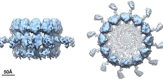 viral RNA replication crown complex