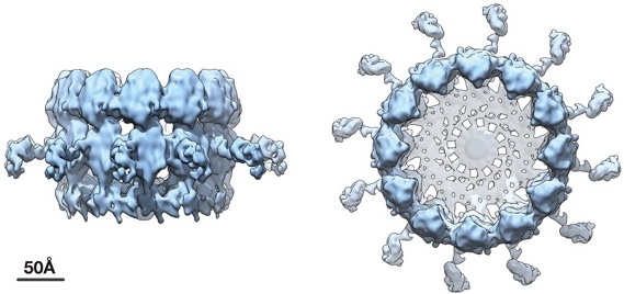 viral RNA replication crown