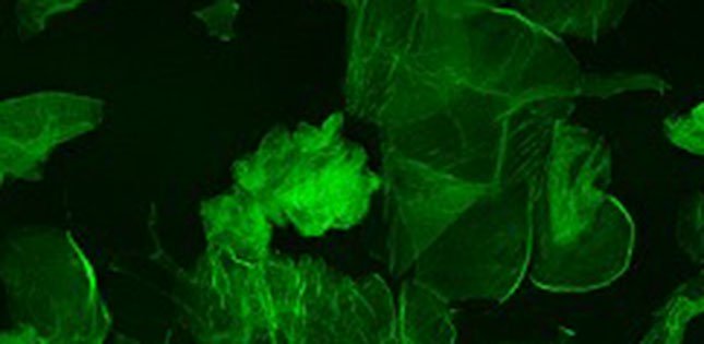 Researcher Uncover Biomechanical Effects of Skin Rubbing 2 kikuchi research japan