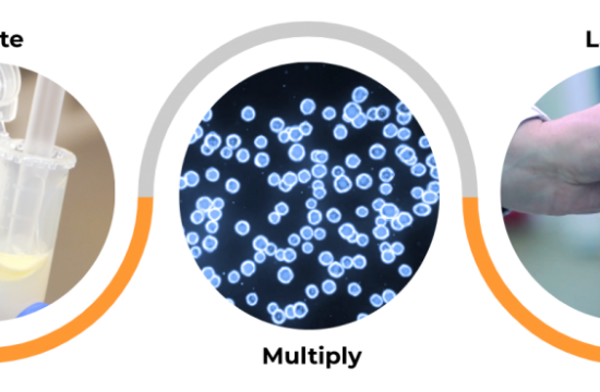 TurtleTreeInfographic