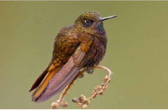 hummingbird