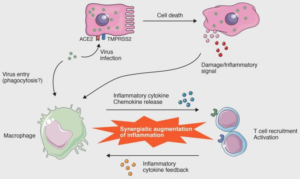 Cellular-level interactions that lead to the cytokine storm in COVID-19 2 inflammatory cytikine feedback