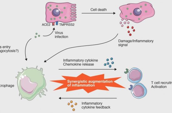 inflammatory cytikine feedback