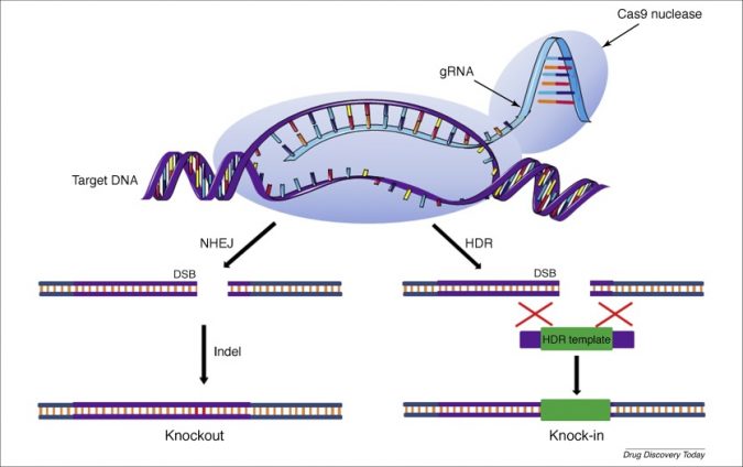CRISPR-Cas9: a blessing in the field of Cancer Therapeutics 2 CRISPR