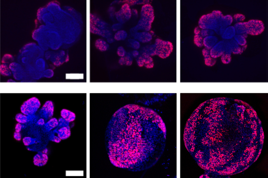 To make mini-organs grow faster,…