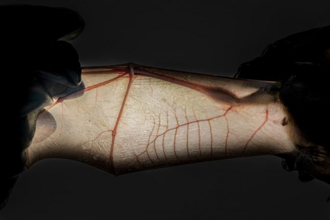 Why bats excel as viral reservoirs without getting sick 2 Espelaea
