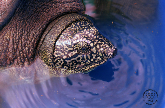 female swinhoes soft shell