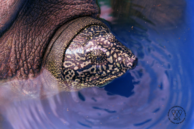 Good News for World’s Most Endangered Turtle 2 female swinhoes soft shell