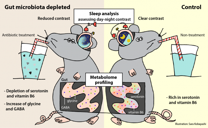 gut microbes