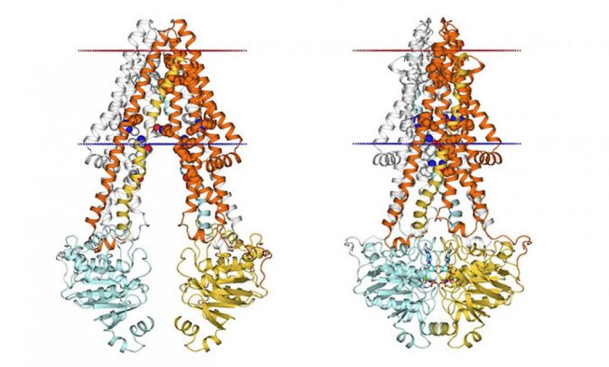 Protein twist and squeeze confers cancer drug resistance 2 kyoto university