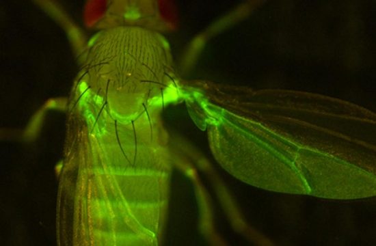 research umetsu kuranaga