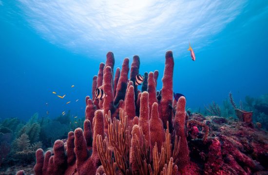 MIT coral microbiome 01 press 1