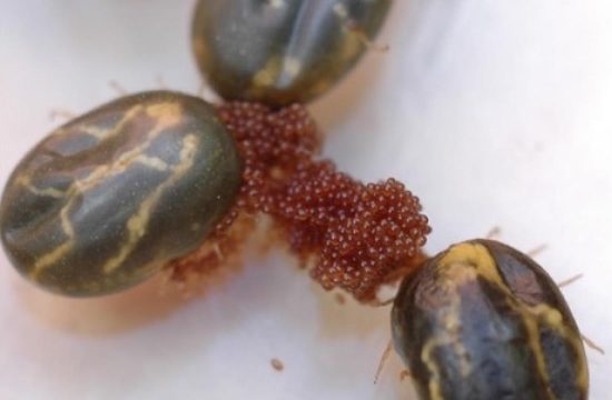 Ticks and eggs