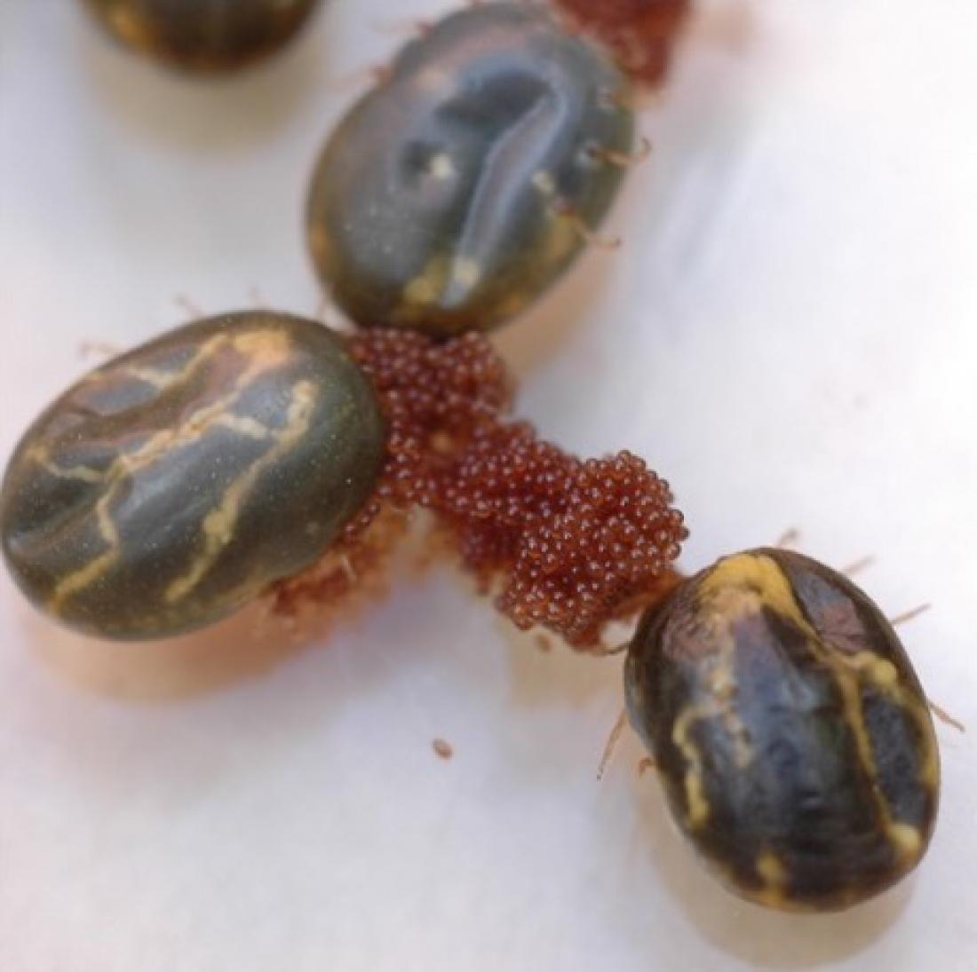 How tick spit suppresses cattle…