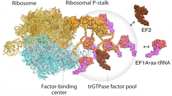 High-speed atomic force microscopy visualizes cell protein factories 2 high speed protein