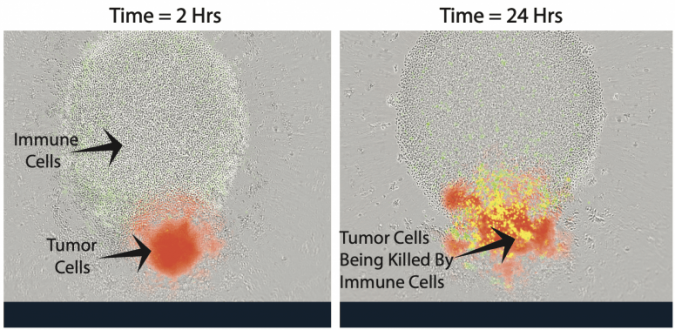 immune cells