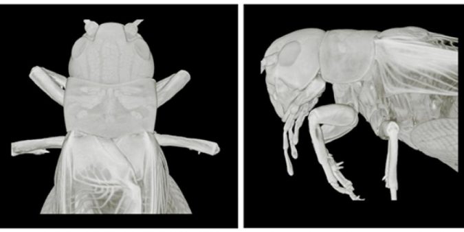 How Insects Activate Muscles to Adapt to Limbs Removed 2 research insects activate muscles