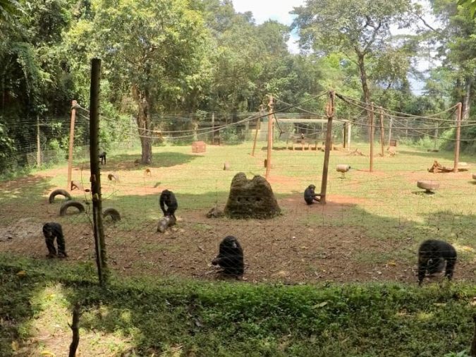 Chimps in enclosure1 press