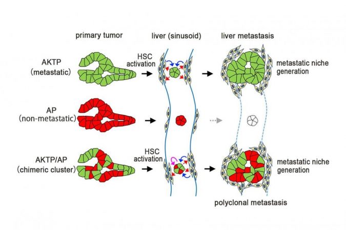 cancer cell