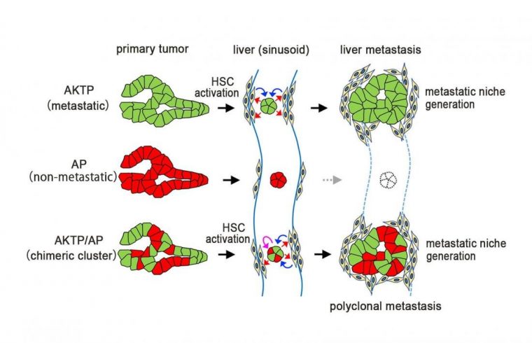 cancer cell