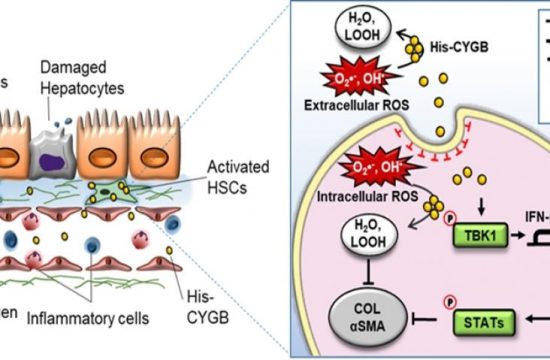 cytoglobin 1
