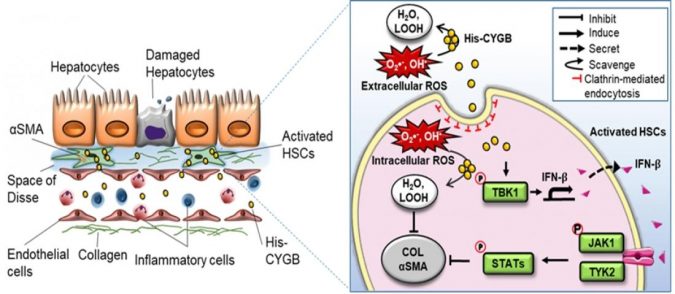 cytoglobin 1