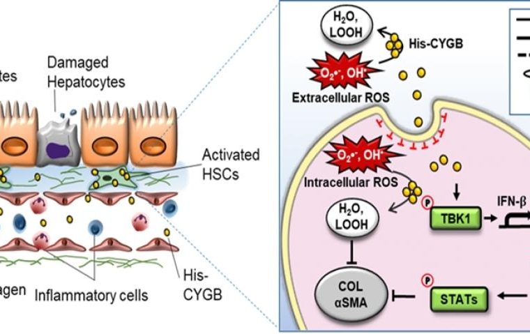 cytoglobin 1