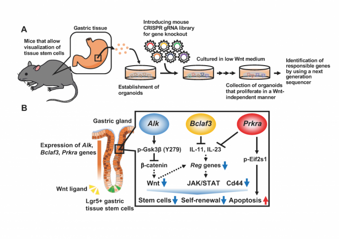 gastric tissue stem cells