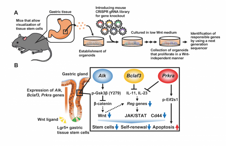 gastric tissue stem cells